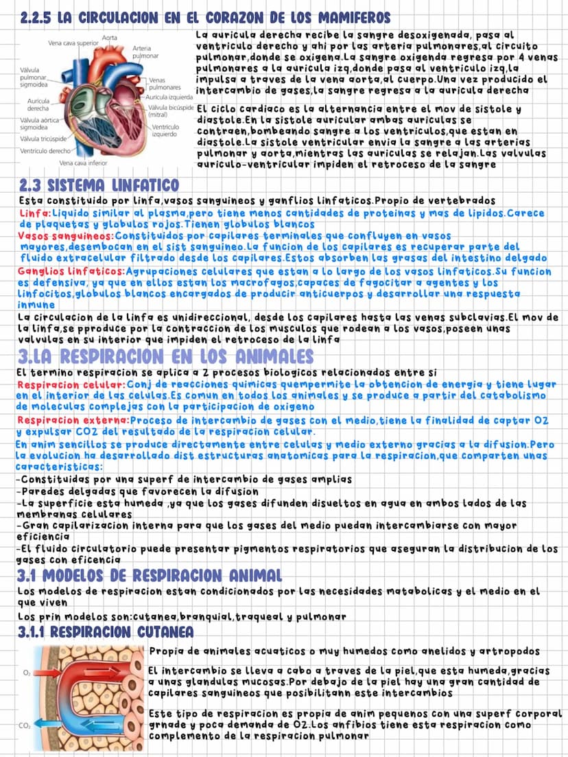 TEMA 11
Nutrición en los animales
1.LA DIGESTION EN LOS ANIMALES
Los animales necesitamos un intercambio de materia y energia con el exterio