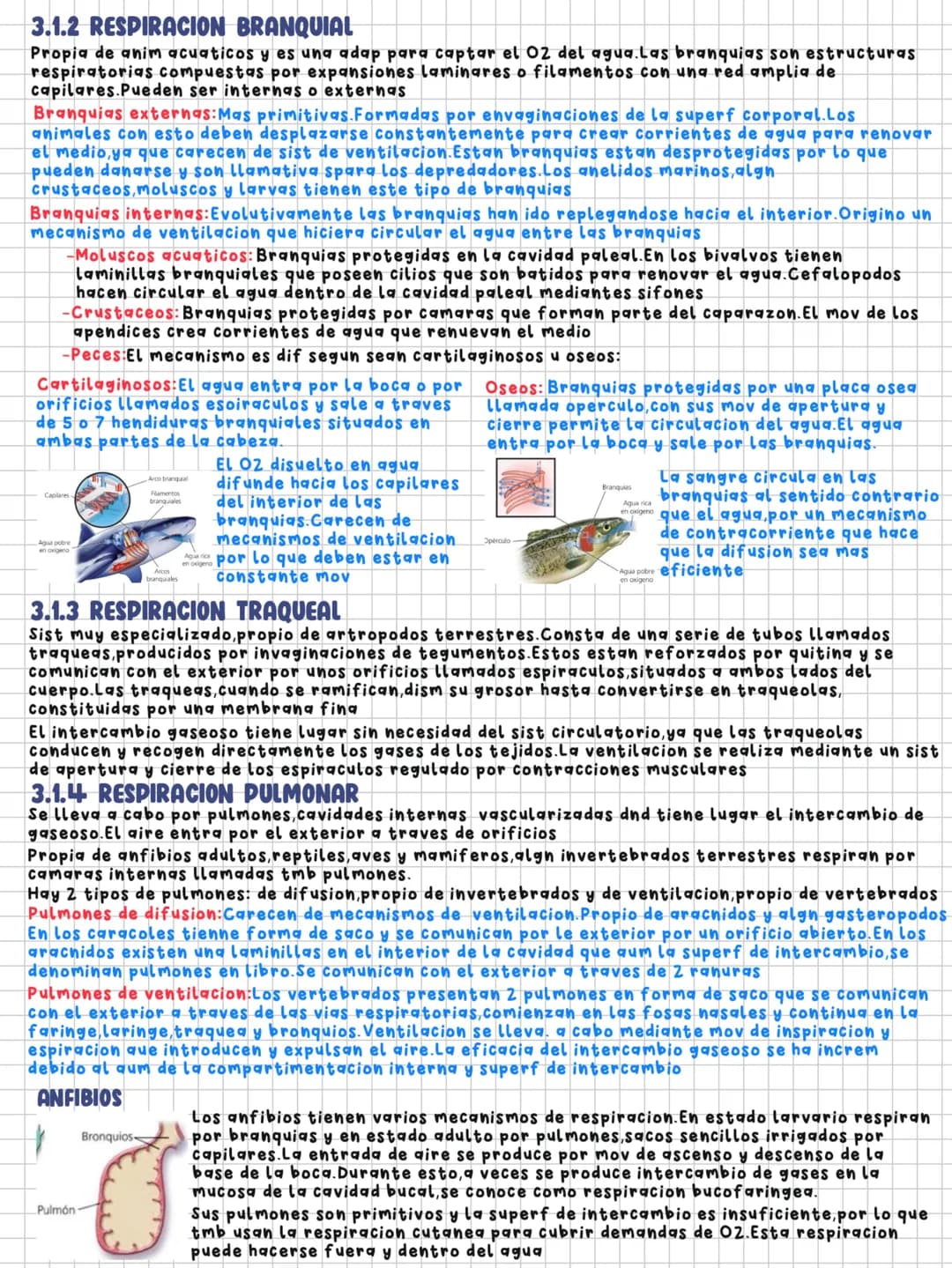 TEMA 11
Nutrición en los animales
1.LA DIGESTION EN LOS ANIMALES
Los animales necesitamos un intercambio de materia y energia con el exterio