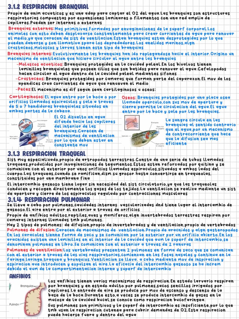TEMA 11
Nutrición en los animales
1.LA DIGESTION EN LOS ANIMALES
Los animales necesitamos un intercambio de materia y energia con el exterio