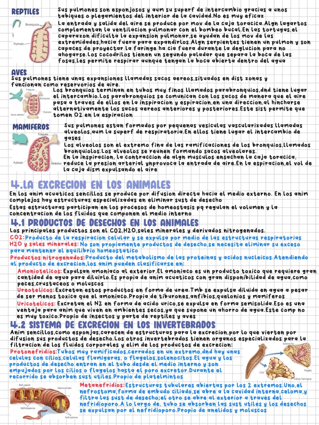 TEMA 11
Nutrición en los animales
1.LA DIGESTION EN LOS ANIMALES
Los animales necesitamos un intercambio de materia y energia con el exterio