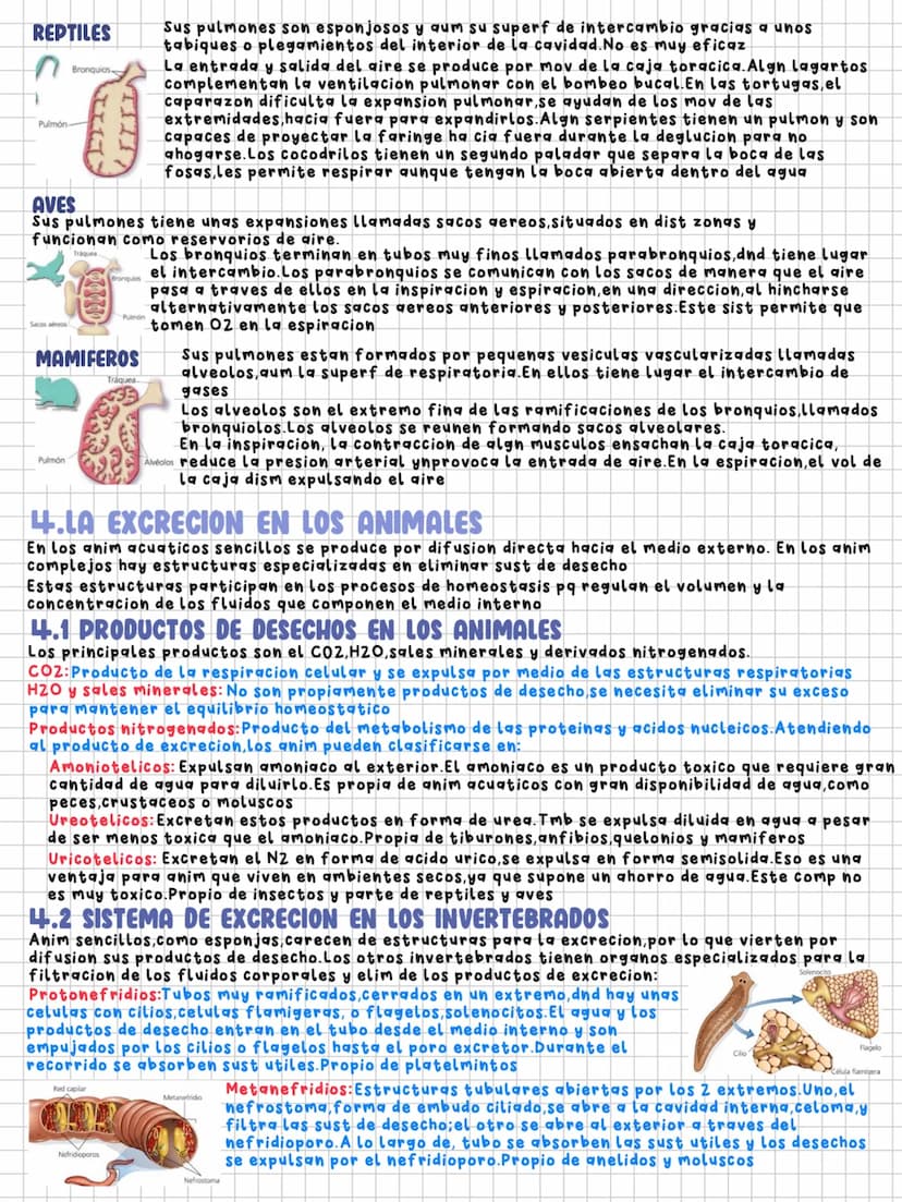 TEMA 11
Nutrición en los animales
1.LA DIGESTION EN LOS ANIMALES
Los animales necesitamos un intercambio de materia y energia con el exterio