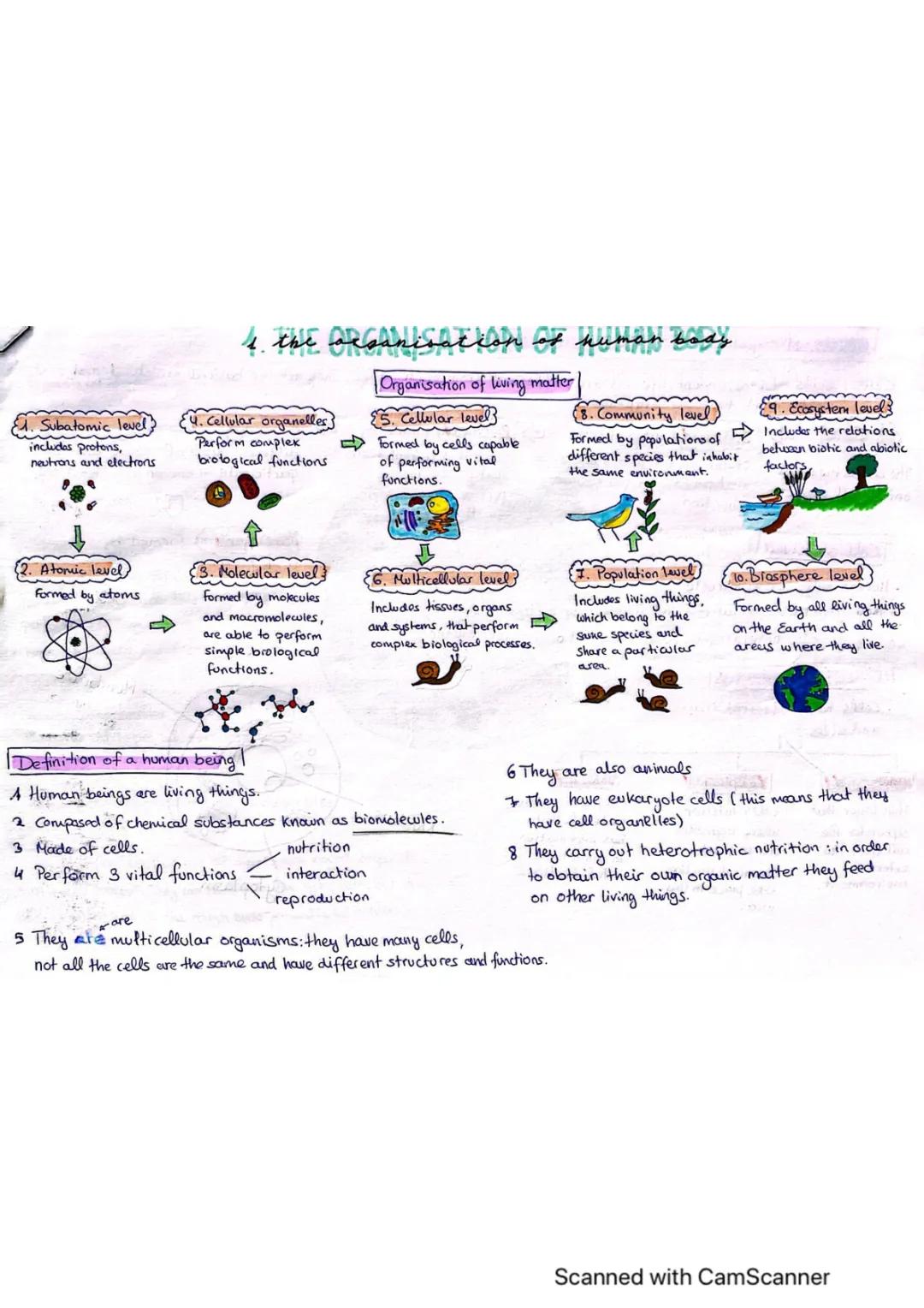 The organisation of Human body