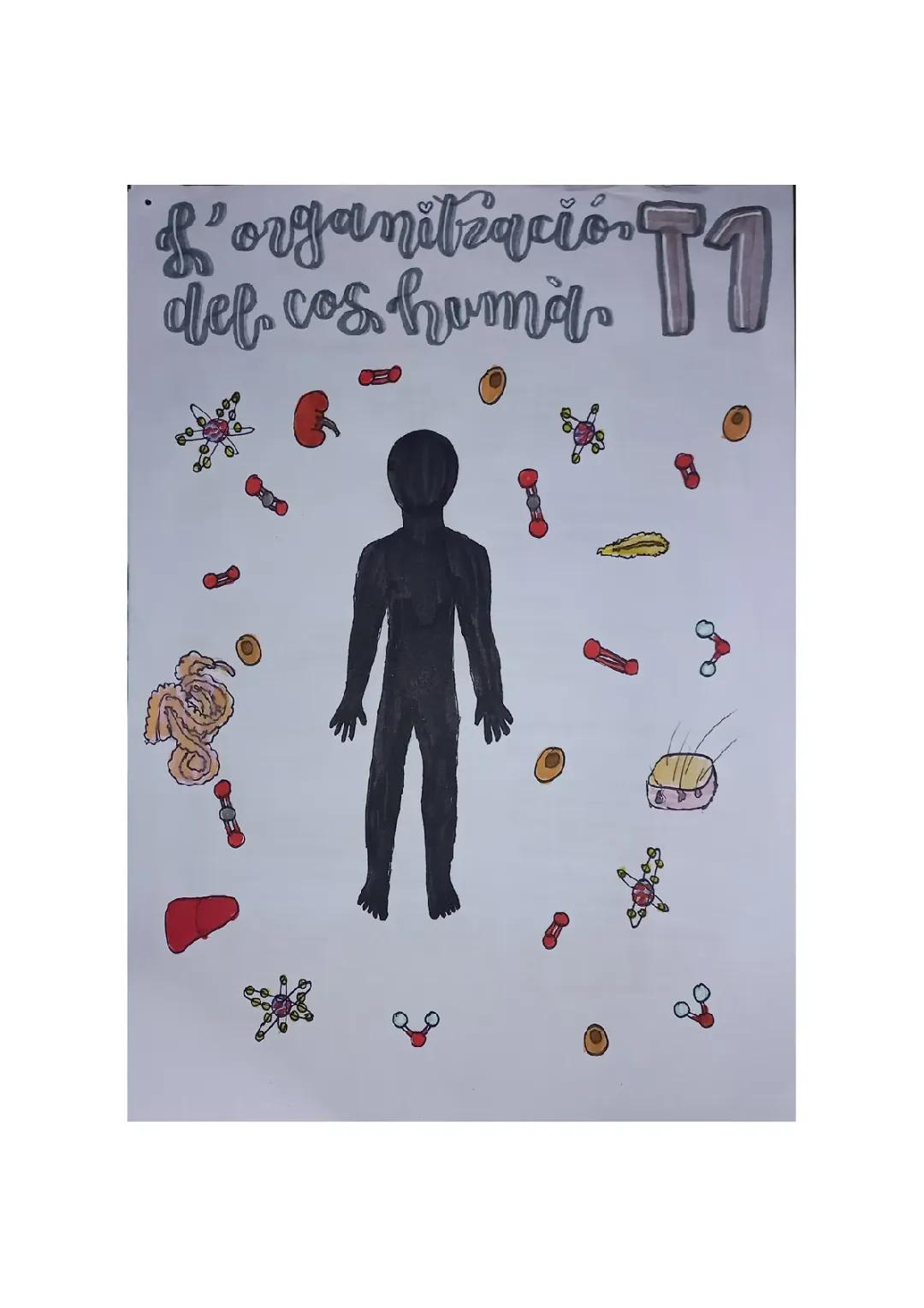 Organització del cos humà 