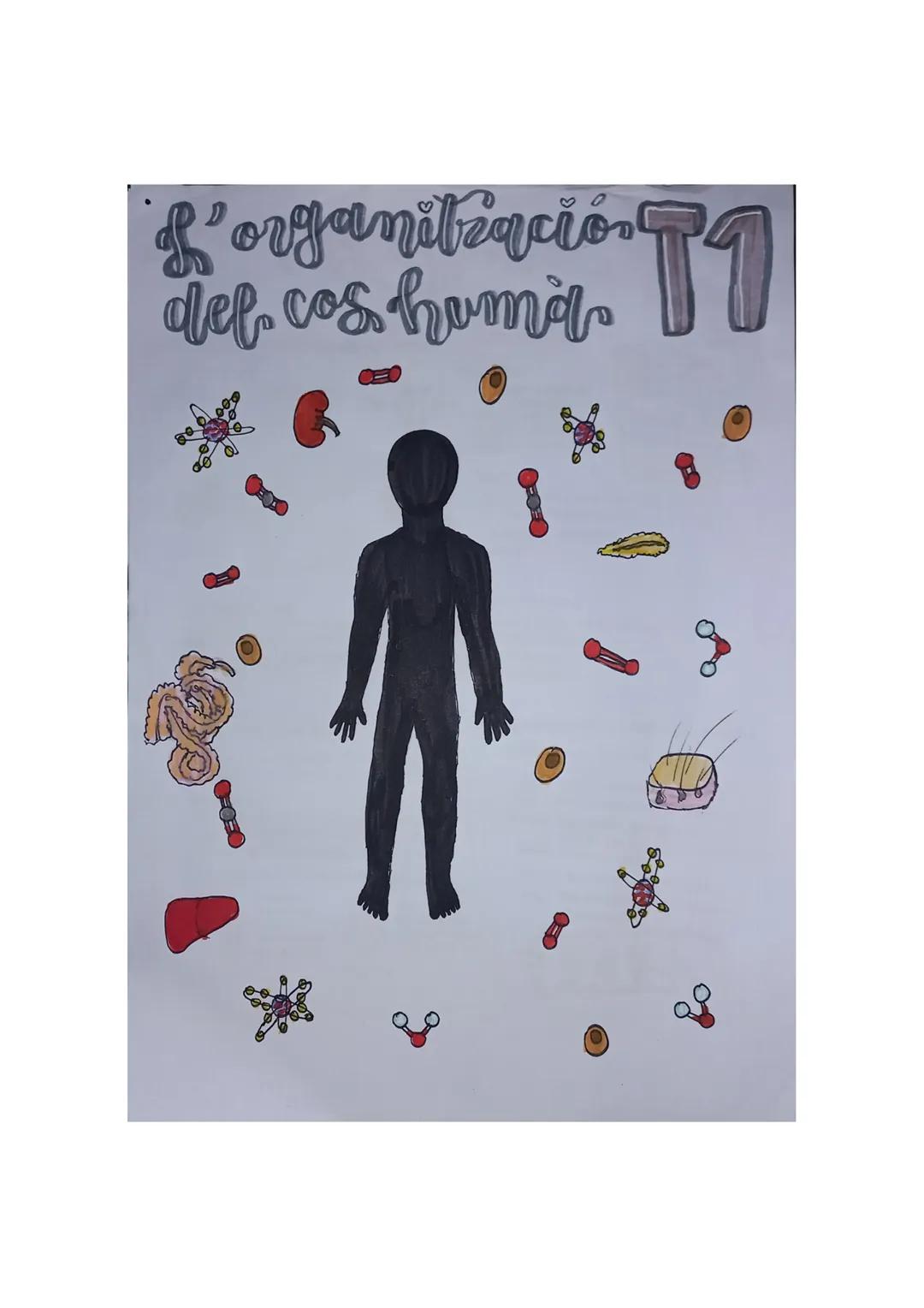 L'organització უ
dek. cs'S Qwm] 1
Ef cos huma
Nivells d'organització del cos humà,
Atom
• principals elements:
-C -H-O-N
• secundaris:
-S-Fe