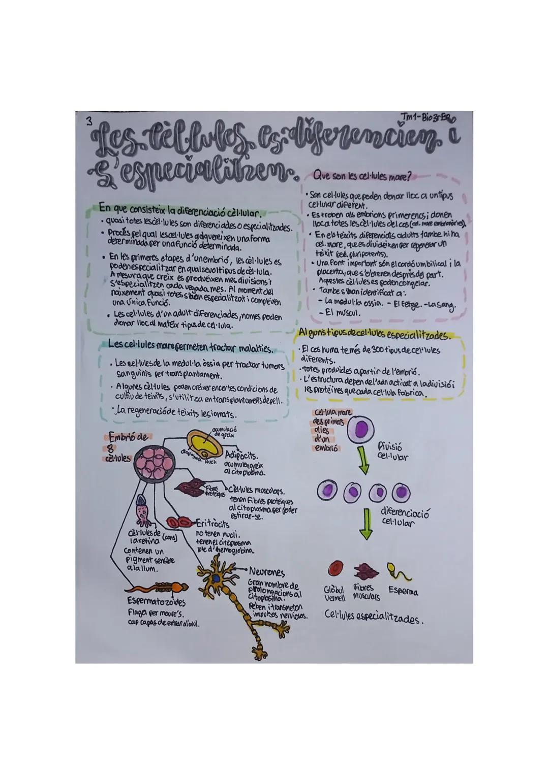 L'organització უ
dek. cs'S Qwm] 1
Ef cos huma
Nivells d'organització del cos humà,
Atom
• principals elements:
-C -H-O-N
• secundaris:
-S-Fe