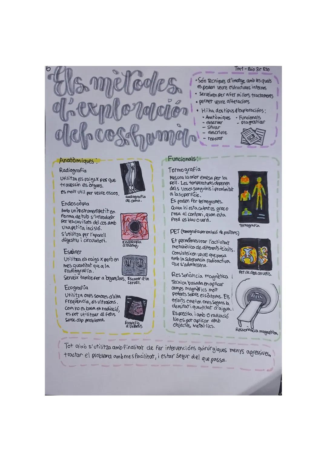 L'organització უ
dek. cs'S Qwm] 1
Ef cos huma
Nivells d'organització del cos humà,
Atom
• principals elements:
-C -H-O-N
• secundaris:
-S-Fe