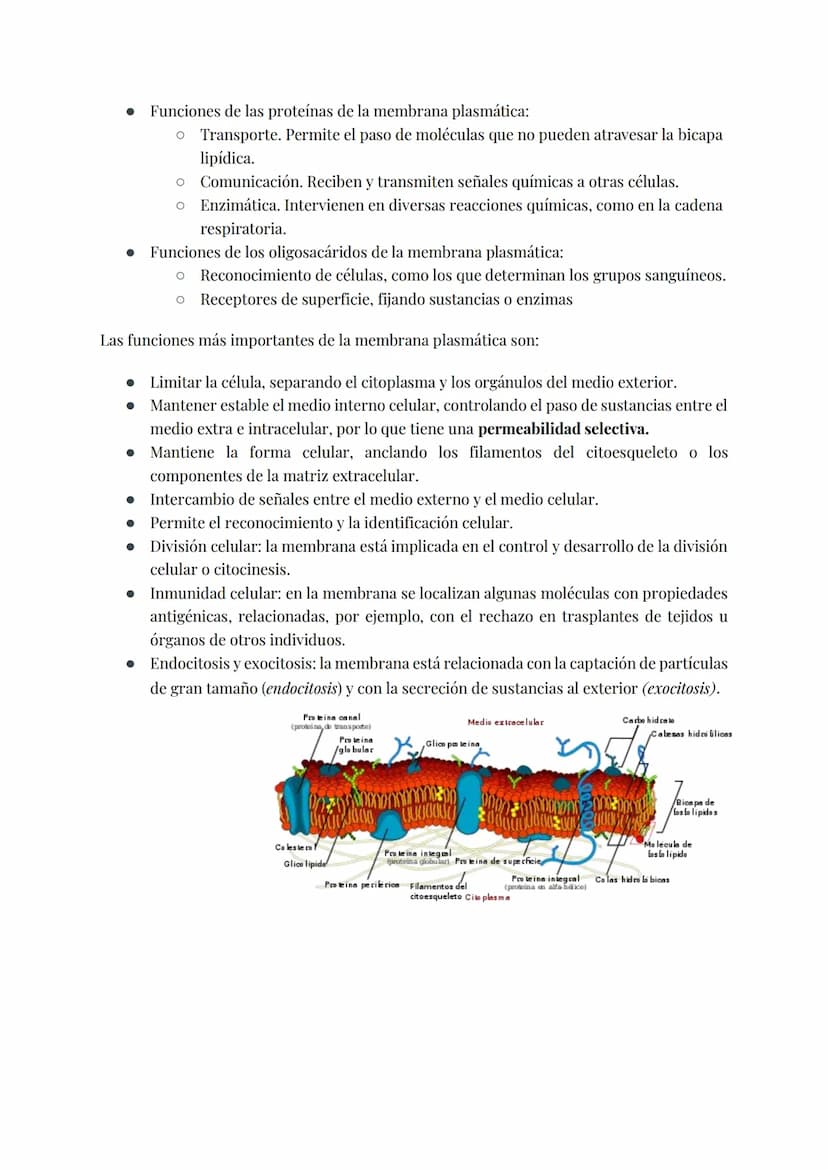 
<h2 id="teoracelular">Teoría Celular</h2>
<p>La teoría celular establece que la célula es la unidad morfológica y fisiológica de todos los 