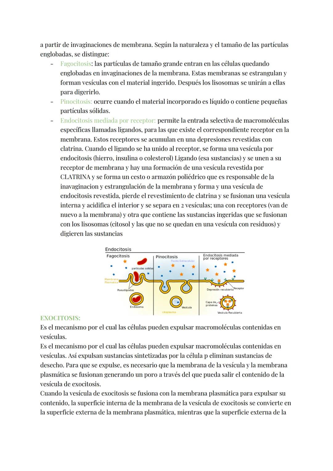 
<h2 id="teoracelular">Teoría Celular</h2>
<p>La teoría celular establece que la célula es la unidad morfológica y fisiológica de todos los 