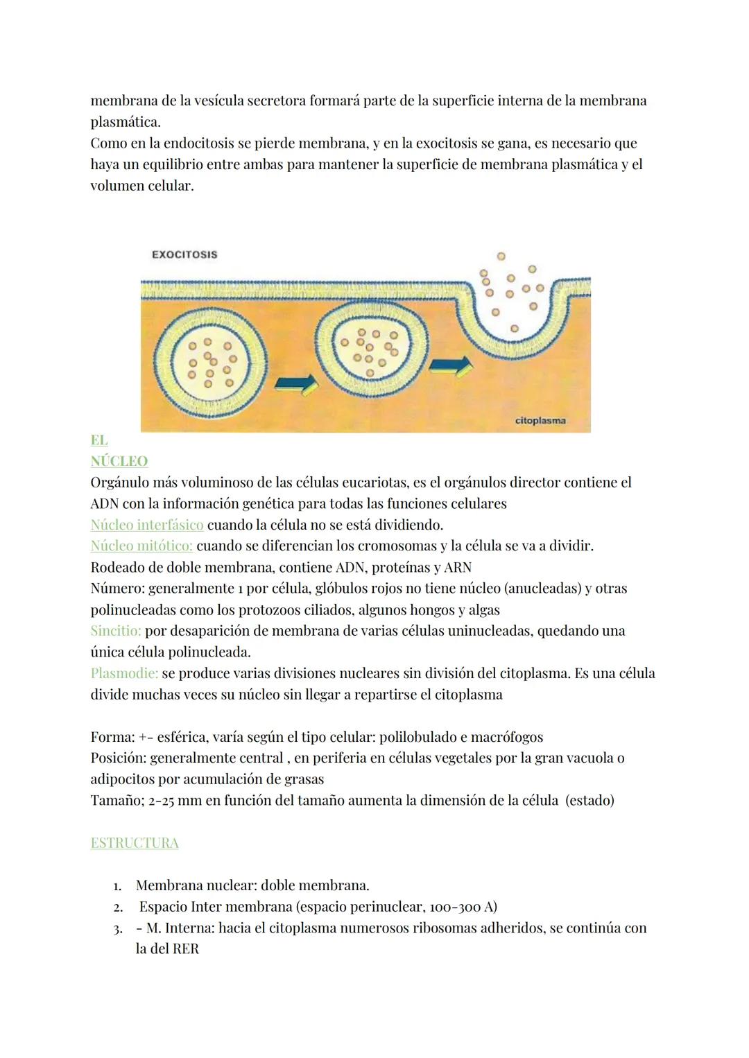 
<h2 id="teoracelular">Teoría Celular</h2>
<p>La teoría celular establece que la célula es la unidad morfológica y fisiológica de todos los 