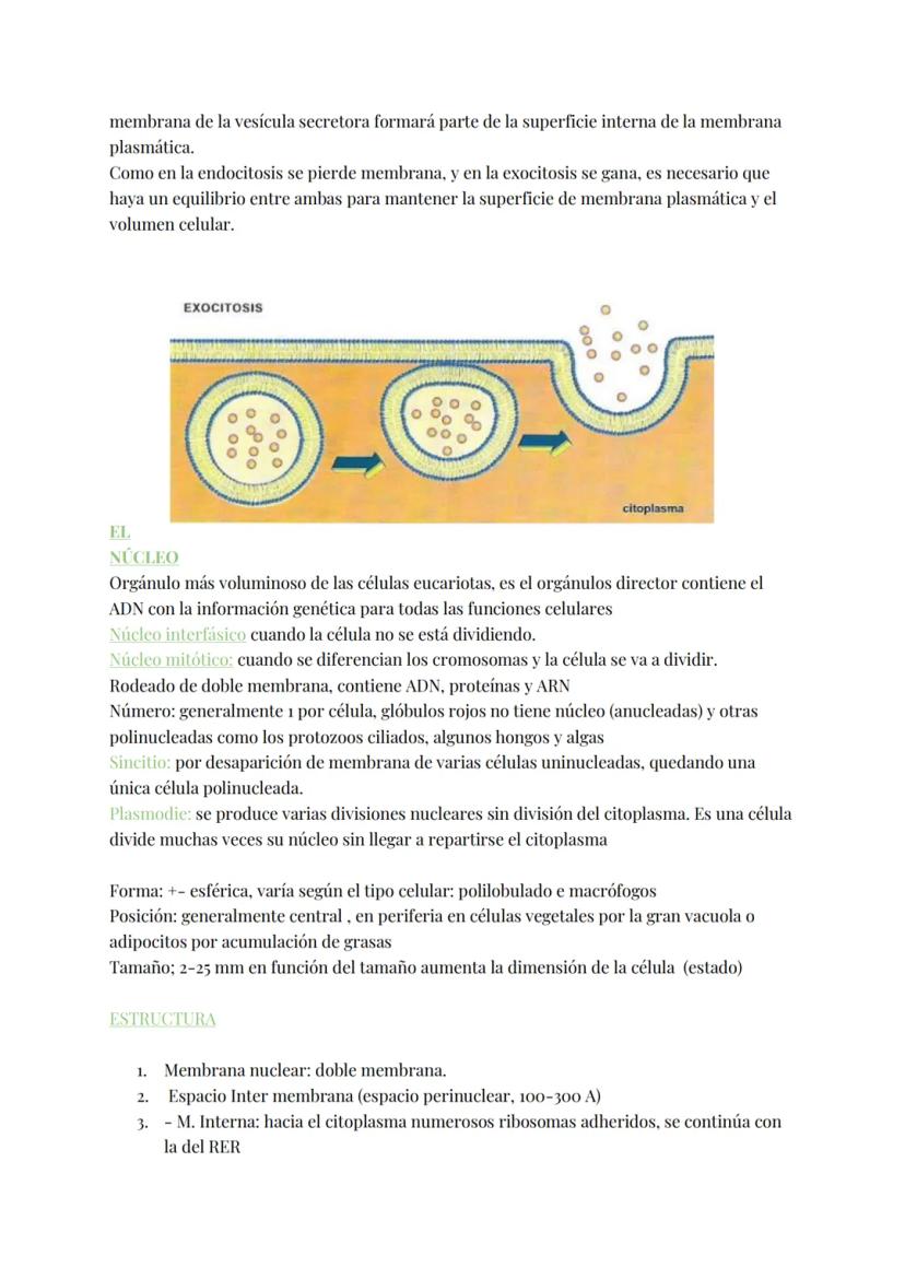 
<h2 id="teoracelular">Teoría Celular</h2>
<p>La teoría celular establece que la célula es la unidad morfológica y fisiológica de todos los 