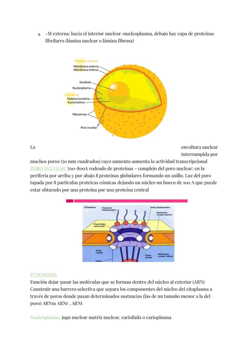 
<h2 id="teoracelular">Teoría Celular</h2>
<p>La teoría celular establece que la célula es la unidad morfológica y fisiológica de todos los 