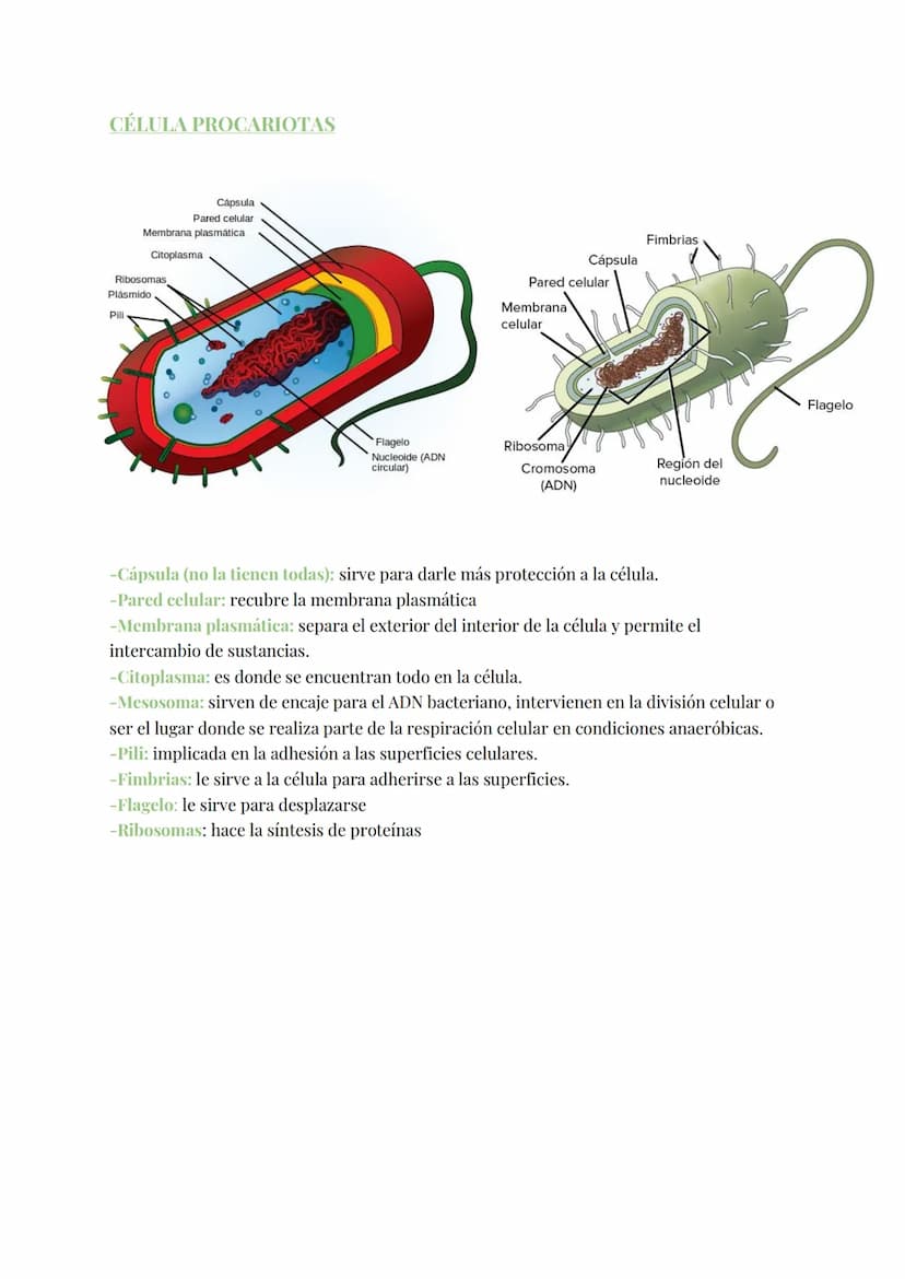 
<h2 id="teoracelular">Teoría Celular</h2>
<p>La teoría celular establece que la célula es la unidad morfológica y fisiológica de todos los 