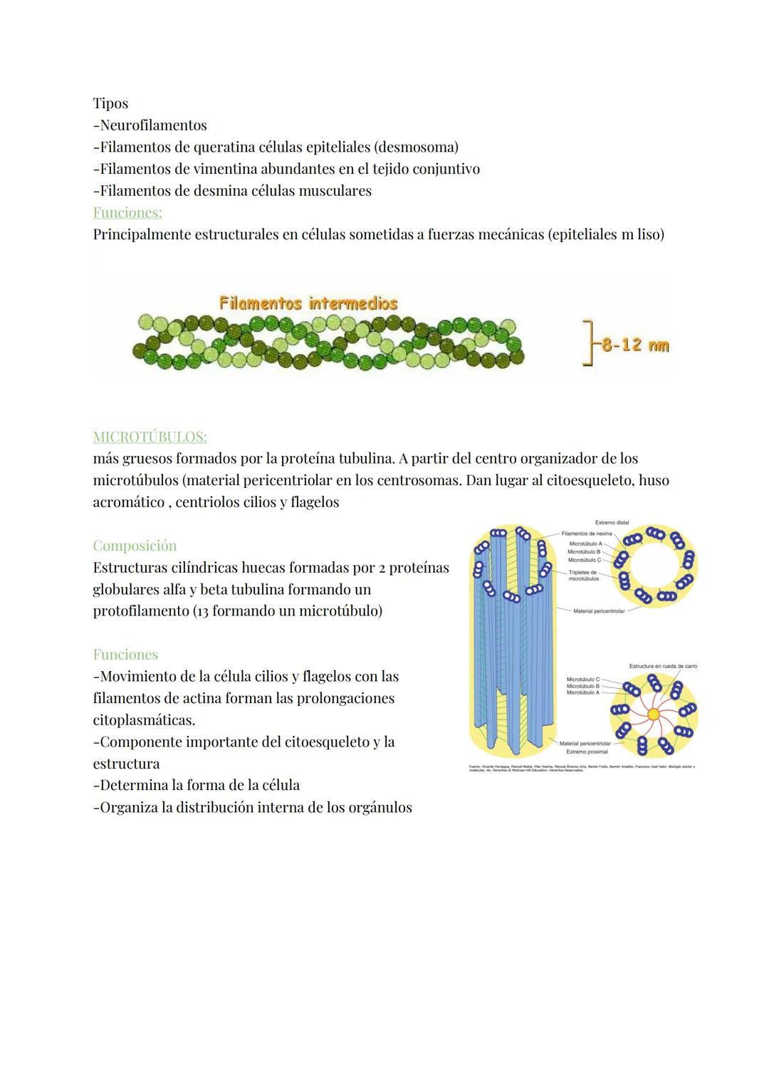 
<h2 id="teoracelular">Teoría Celular</h2>
<p>La teoría celular establece que la célula es la unidad morfológica y fisiológica de todos los 