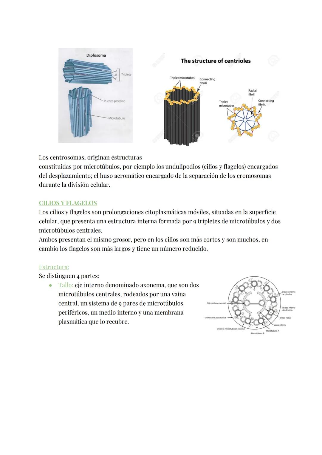 
<h2 id="teoracelular">Teoría Celular</h2>
<p>La teoría celular establece que la célula es la unidad morfológica y fisiológica de todos los 