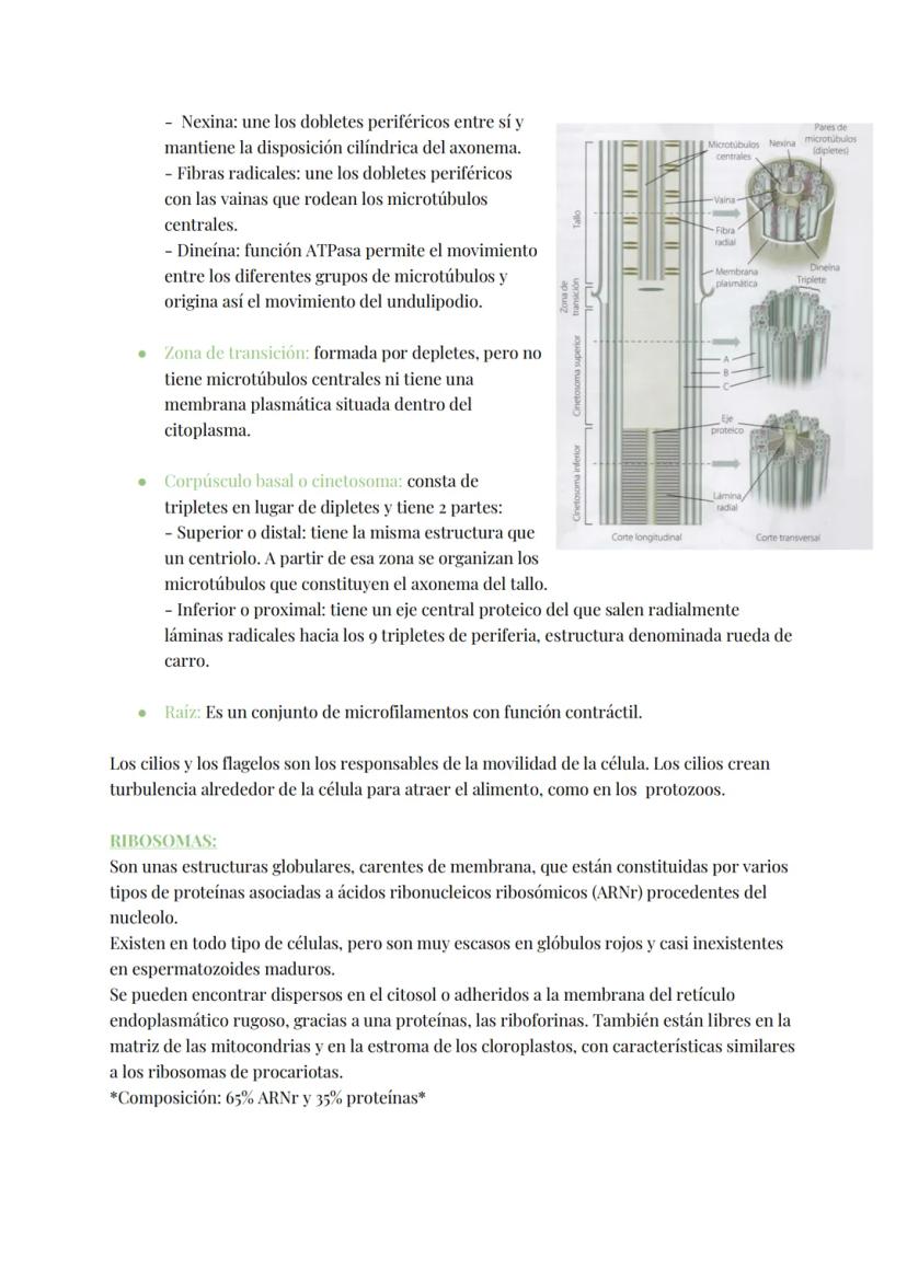 
<h2 id="teoracelular">Teoría Celular</h2>
<p>La teoría celular establece que la célula es la unidad morfológica y fisiológica de todos los 