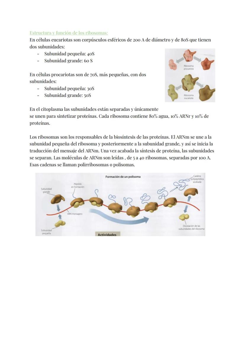 
<h2 id="teoracelular">Teoría Celular</h2>
<p>La teoría celular establece que la célula es la unidad morfológica y fisiológica de todos los 