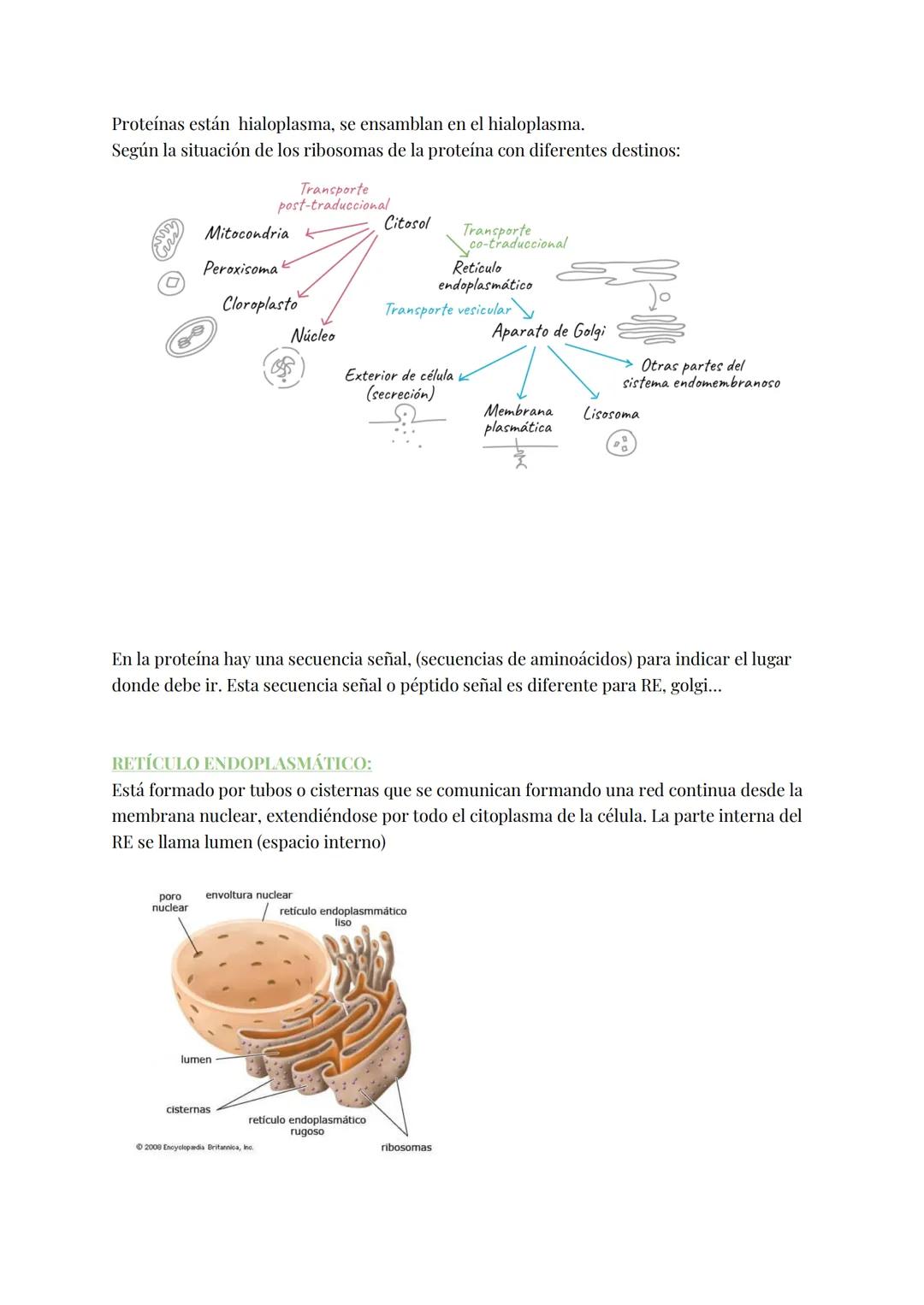 
<h2 id="teoracelular">Teoría Celular</h2>
<p>La teoría celular establece que la célula es la unidad morfológica y fisiológica de todos los 