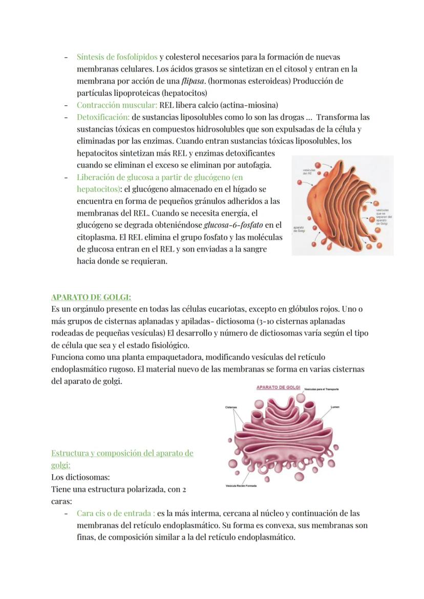 
<h2 id="teoracelular">Teoría Celular</h2>
<p>La teoría celular establece que la célula es la unidad morfológica y fisiológica de todos los 