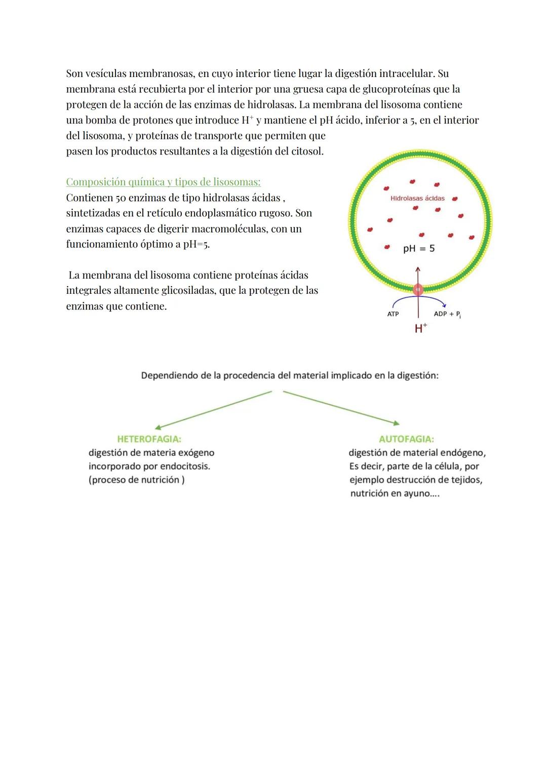 
<h2 id="teoracelular">Teoría Celular</h2>
<p>La teoría celular establece que la célula es la unidad morfológica y fisiológica de todos los 