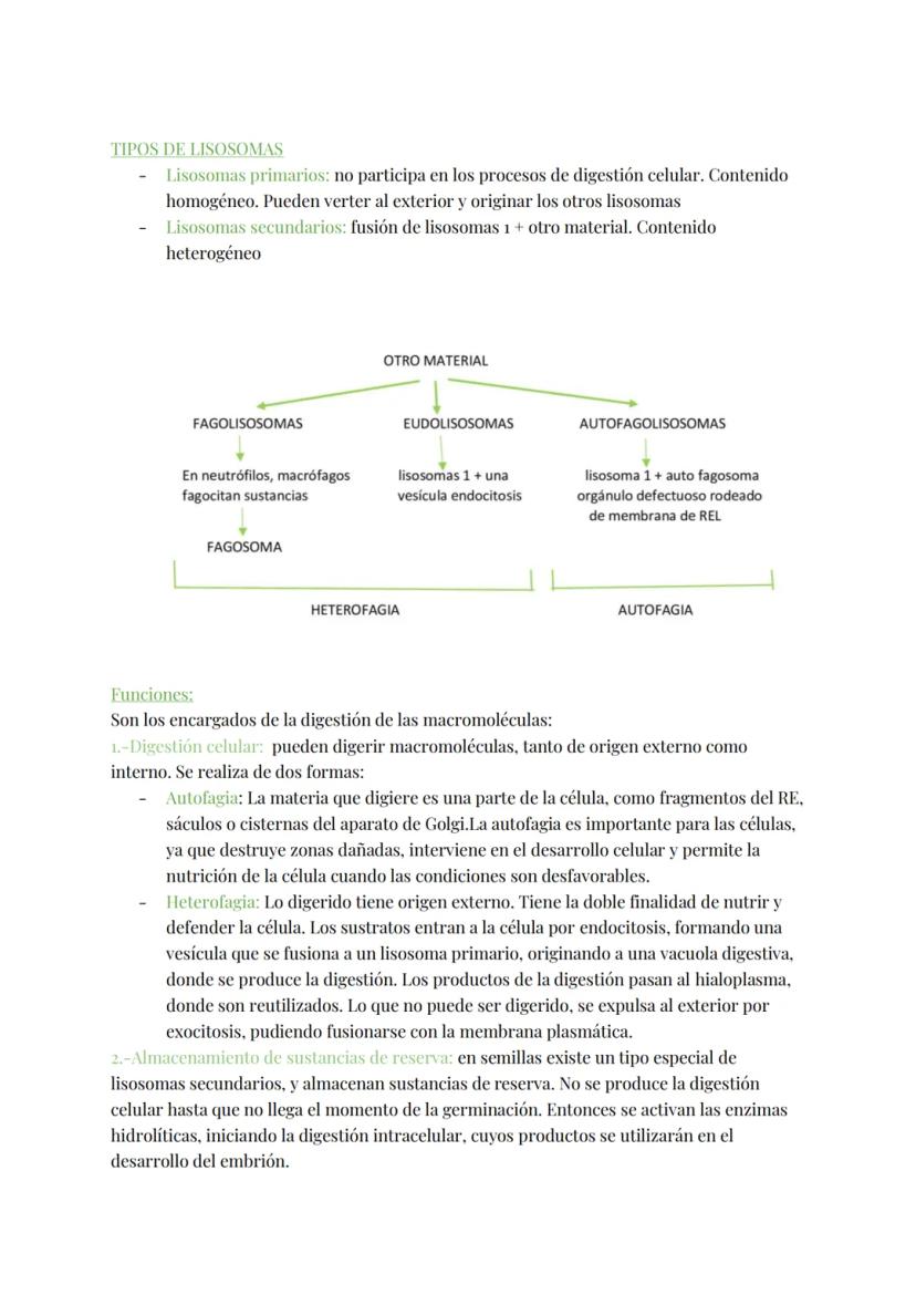 
<h2 id="teoracelular">Teoría Celular</h2>
<p>La teoría celular establece que la célula es la unidad morfológica y fisiológica de todos los 