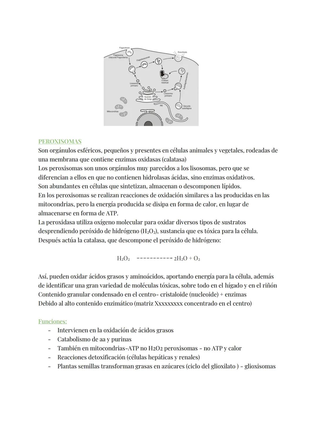 
<h2 id="teoracelular">Teoría Celular</h2>
<p>La teoría celular establece que la célula es la unidad morfológica y fisiológica de todos los 