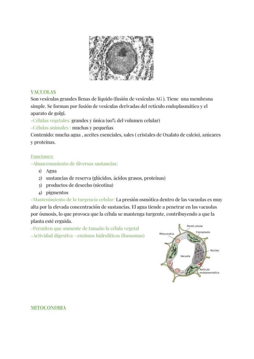 
<h2 id="teoracelular">Teoría Celular</h2>
<p>La teoría celular establece que la célula es la unidad morfológica y fisiológica de todos los 