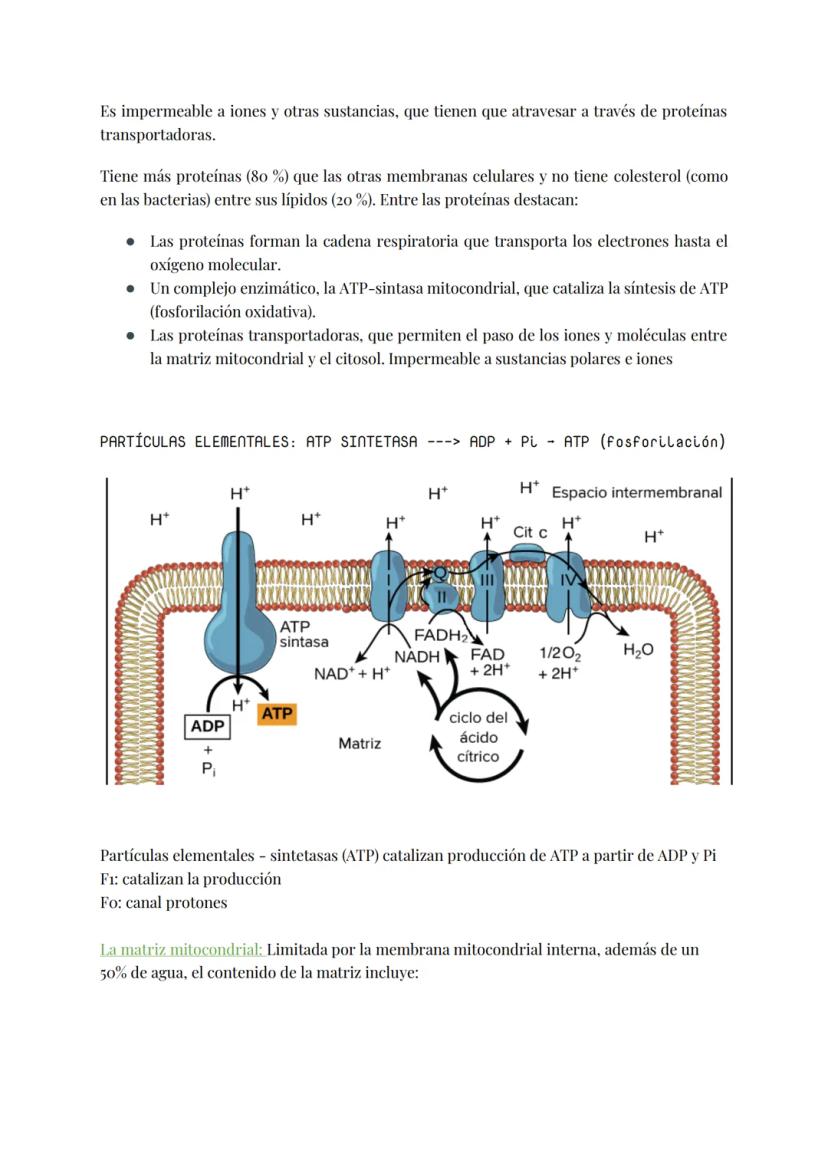 
<h2 id="teoracelular">Teoría Celular</h2>
<p>La teoría celular establece que la célula es la unidad morfológica y fisiológica de todos los 