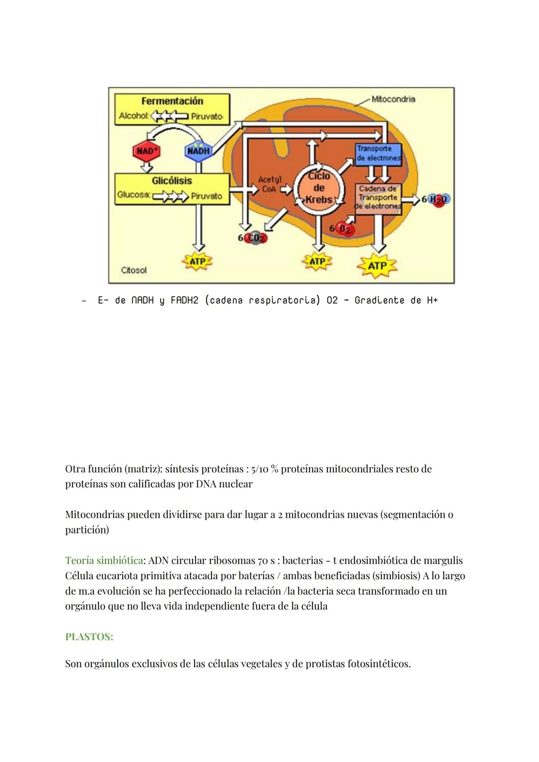 
<h2 id="teoracelular">Teoría Celular</h2>
<p>La teoría celular establece que la célula es la unidad morfológica y fisiológica de todos los 