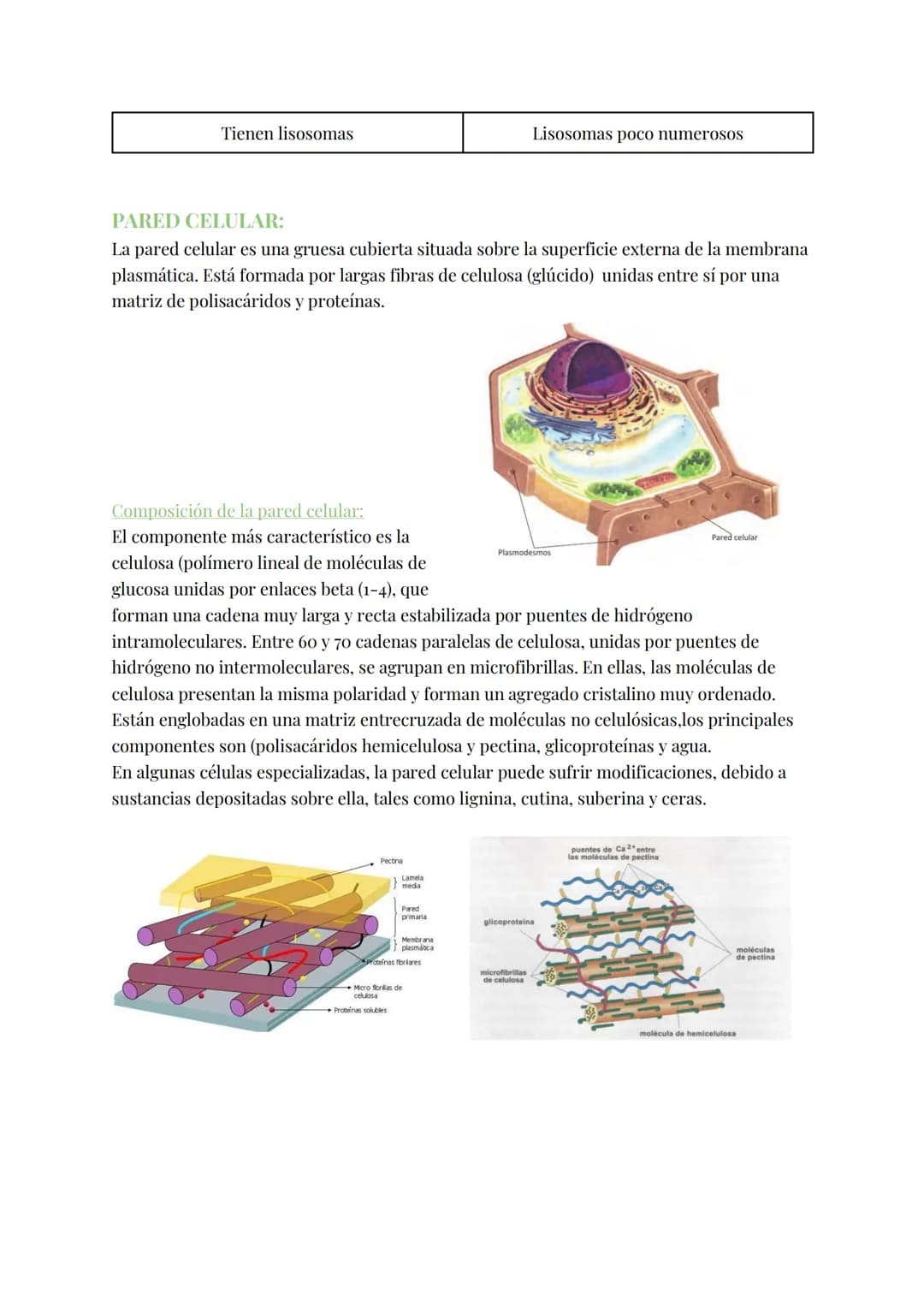 
<h2 id="teoracelular">Teoría Celular</h2>
<p>La teoría celular establece que la célula es la unidad morfológica y fisiológica de todos los 