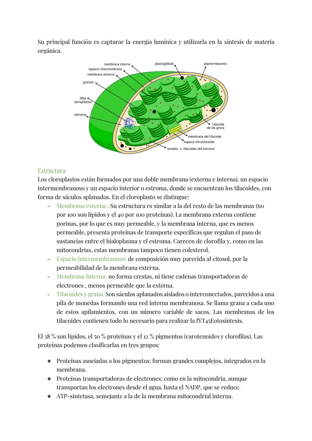 
<h2 id="teoracelular">Teoría Celular</h2>
<p>La teoría celular establece que la célula es la unidad morfológica y fisiológica de todos los 