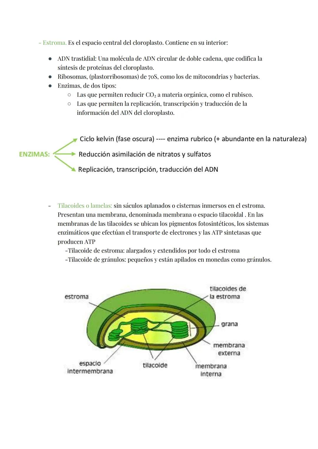 
<h2 id="teoracelular">Teoría Celular</h2>
<p>La teoría celular establece que la célula es la unidad morfológica y fisiológica de todos los 