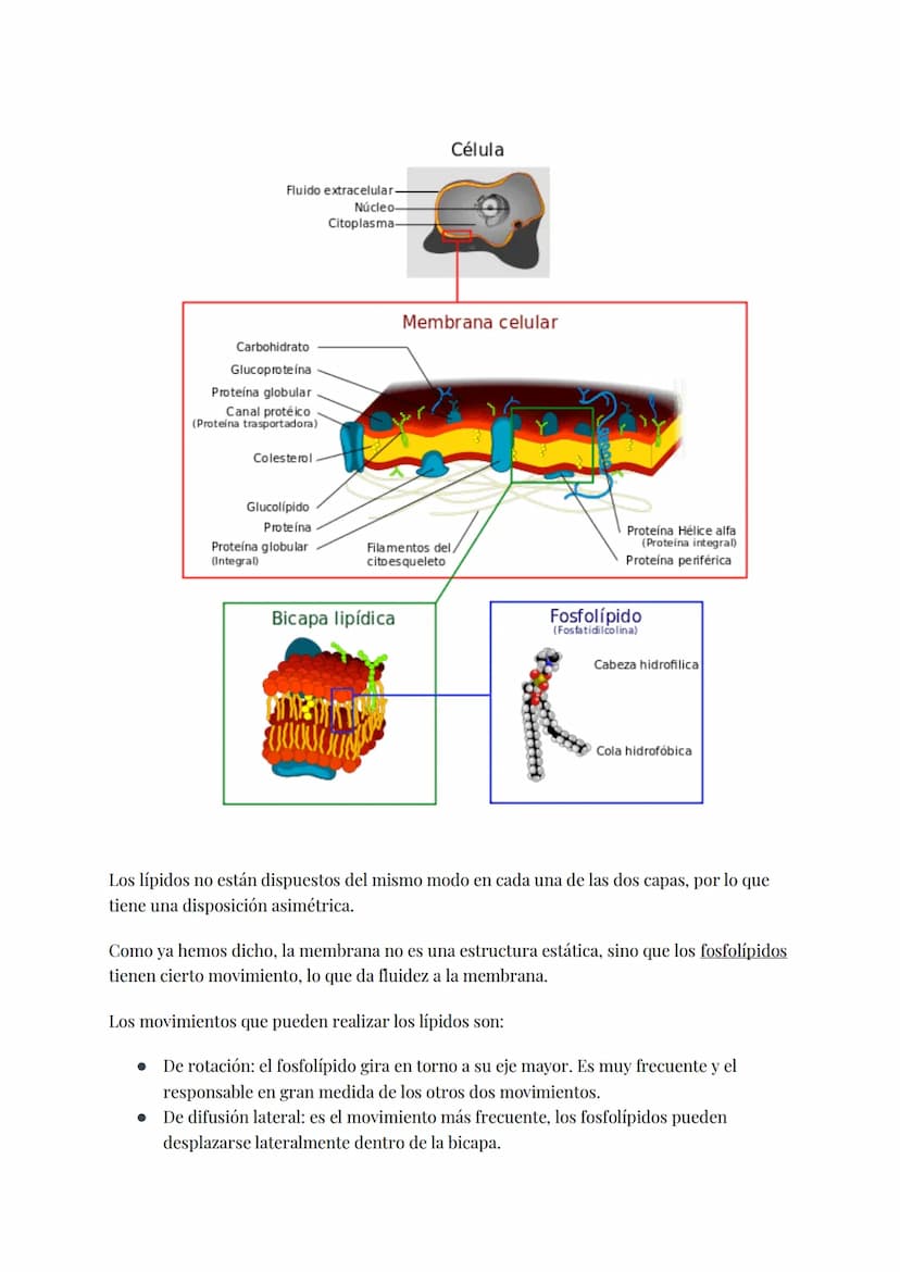 
<h2 id="teoracelular">Teoría Celular</h2>
<p>La teoría celular establece que la célula es la unidad morfológica y fisiológica de todos los 