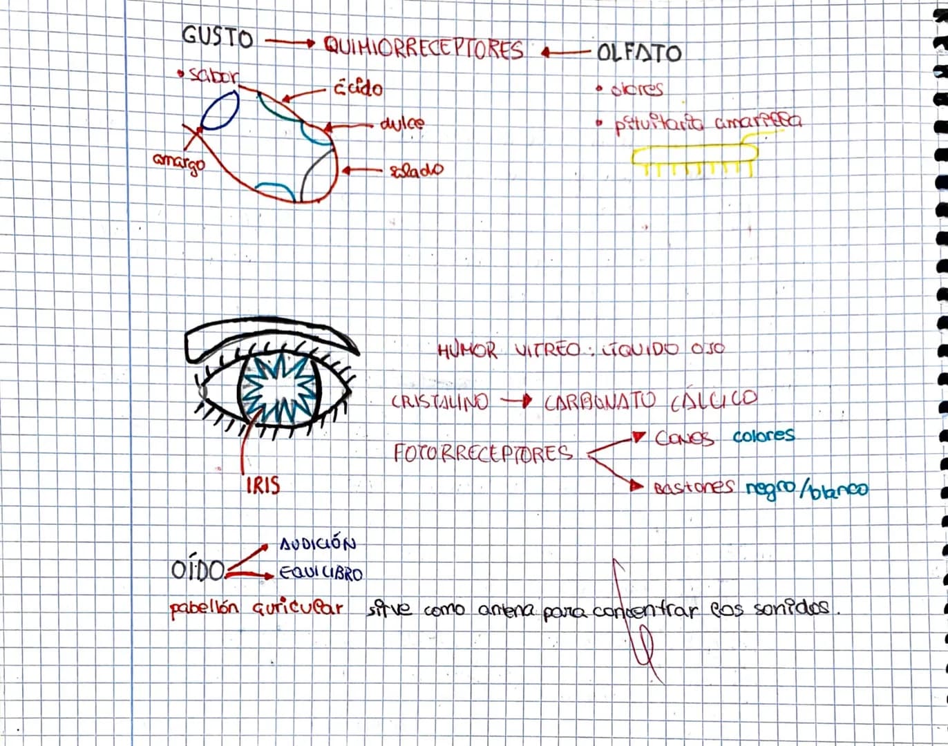 los sentidos
Relación
Saber Po que pasa a nuestro alrededior mediante los cinco senticles
y coordinado por el sistema endocrino.
receptores
