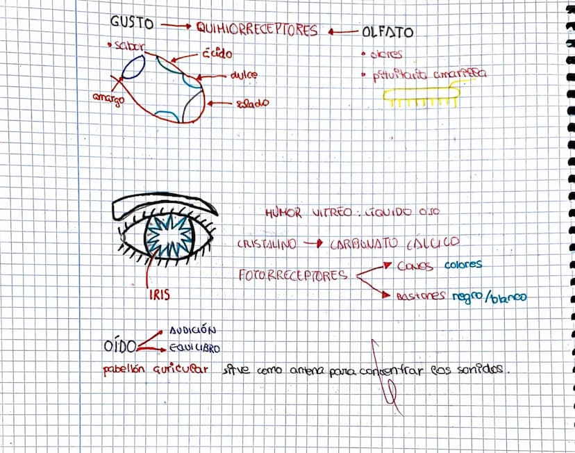 los sentidos
Relación
Saber Po que pasa a nuestro alrededior mediante los cinco senticles
y coordinado por el sistema endocrino.
receptores
