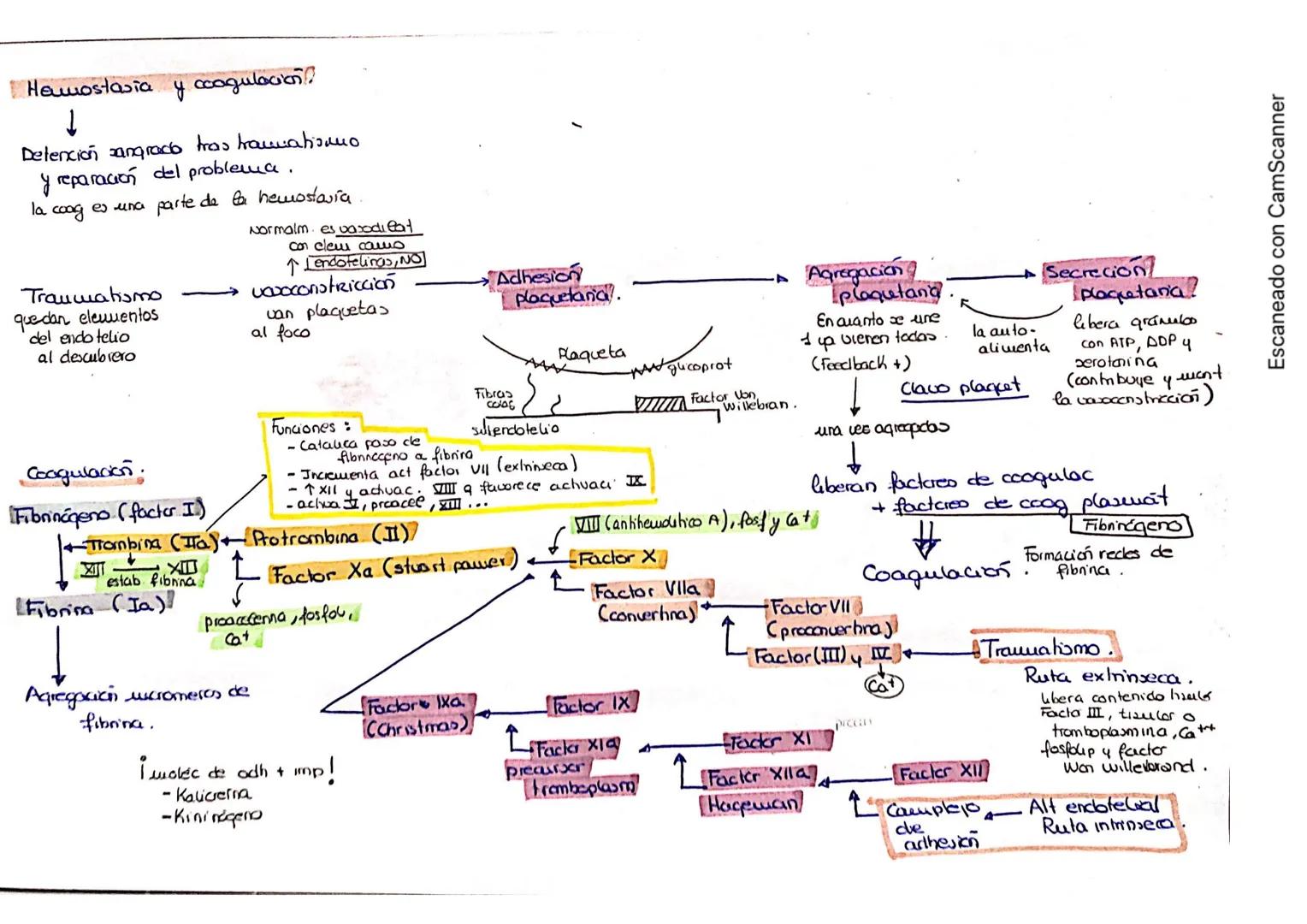 # Hemostasia y coagulación?

↓

Detención sangrado tras traumatisano
y reparación del problema.

la coog es una parte de la hemostasía

Norm