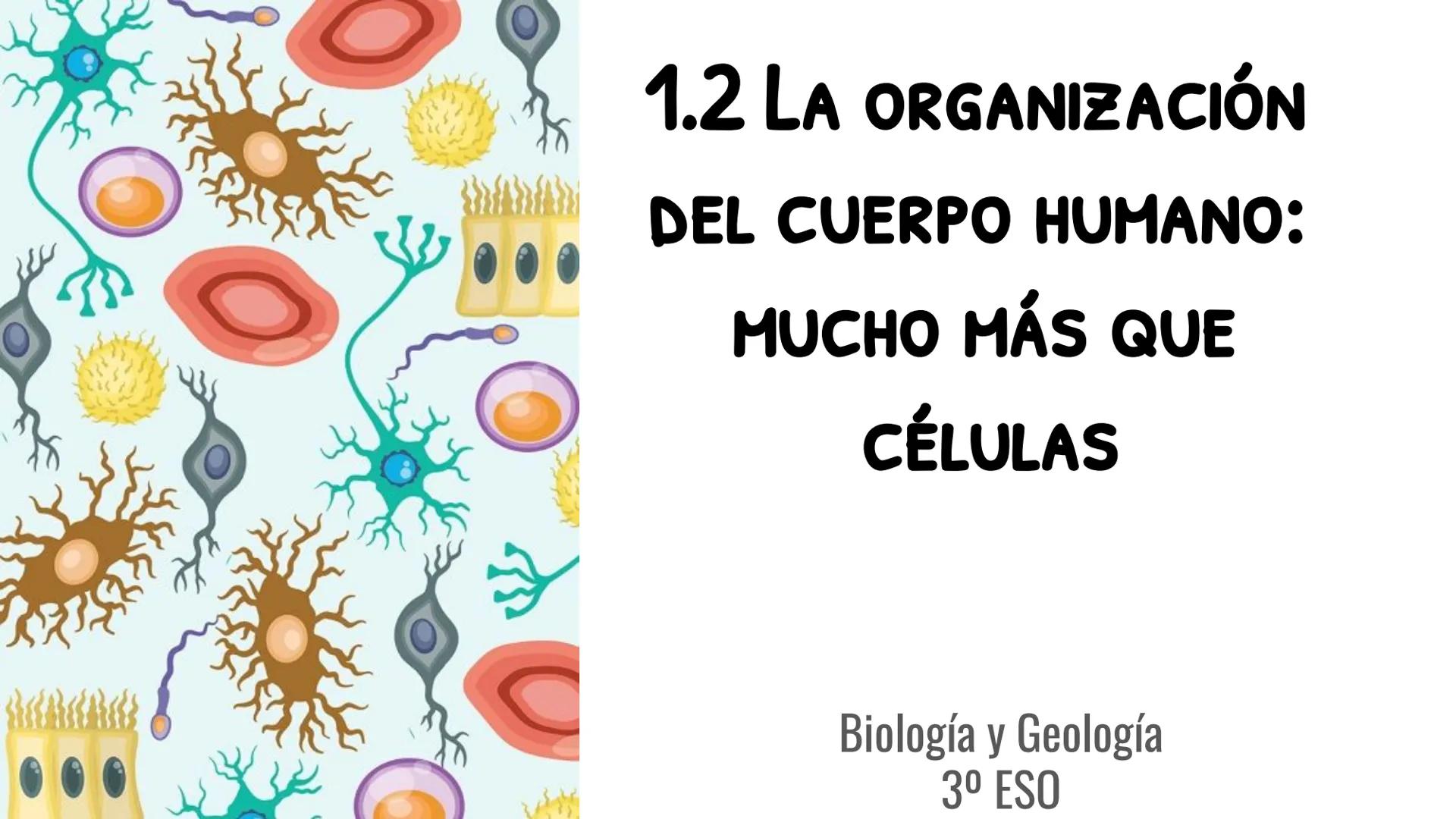 1.2 LA ORGANIZACIÓN
DEL CUERPO HUMANO:
MUCHO MÁS QUE
CÉLULAS

Biología y Geología
3º ESO # ÍNDICE

1. Los niveles de organización
2. La célu