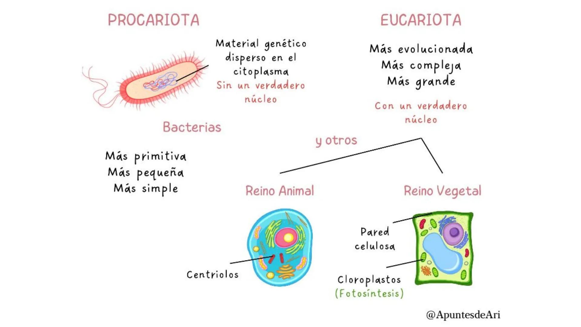 1.2 LA ORGANIZACIÓN
DEL CUERPO HUMANO:
MUCHO MÁS QUE
CÉLULAS

Biología y Geología
3º ESO # ÍNDICE

1. Los niveles de organización
2. La célu
