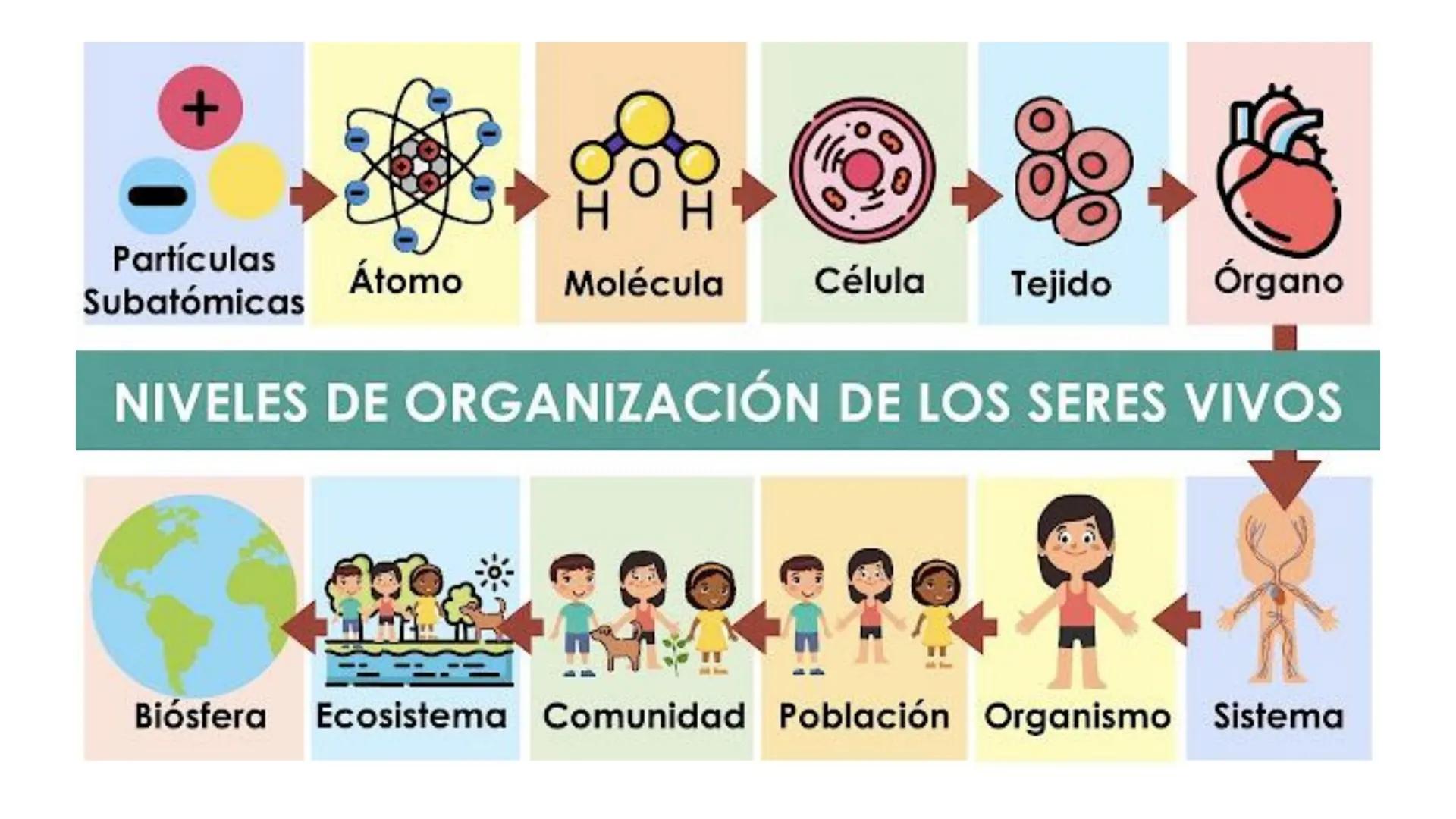 1.2 LA ORGANIZACIÓN
DEL CUERPO HUMANO:
MUCHO MÁS QUE
CÉLULAS

Biología y Geología
3º ESO # ÍNDICE

1. Los niveles de organización
2. La célu