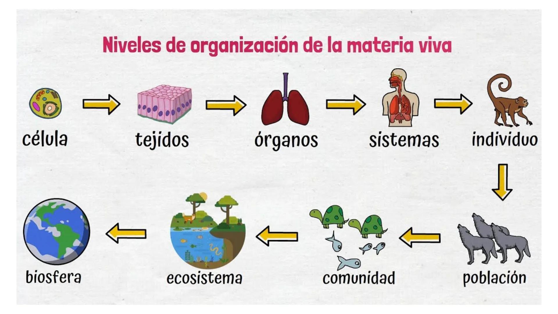 1.2 LA ORGANIZACIÓN
DEL CUERPO HUMANO:
MUCHO MÁS QUE
CÉLULAS

Biología y Geología
3º ESO # ÍNDICE

1. Los niveles de organización
2. La célu