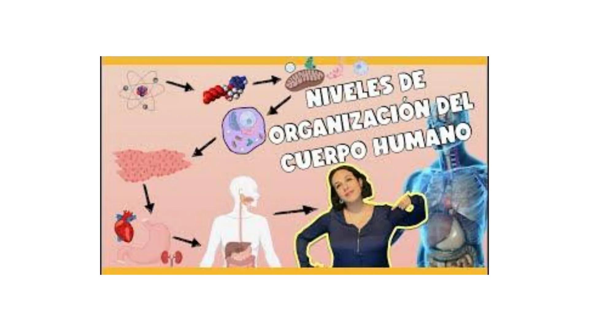 1.2 LA ORGANIZACIÓN
DEL CUERPO HUMANO:
MUCHO MÁS QUE
CÉLULAS

Biología y Geología
3º ESO # ÍNDICE

1. Los niveles de organización
2. La célu