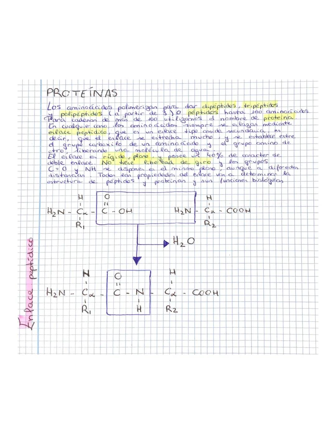 Proteínas: Clasificación, Estructura y Funciones - Guía de Bioquímica