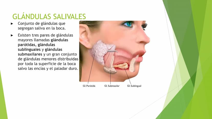EL APARATO DIGESTIVO Funciones:
Digieren los alimentos.
Absorben los nutrientes.
Formado por:
Tubo digestivo
Glándulas digestivas.
El aparat