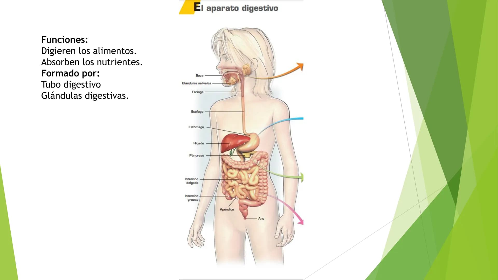 EL APARATO DIGESTIVO Funciones:
Digieren los alimentos.
Absorben los nutrientes.
Formado por:
Tubo digestivo
Glándulas digestivas.
El aparat