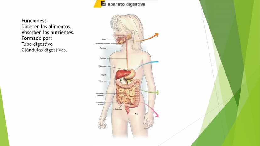 EL APARATO DIGESTIVO Funciones:
Digieren los alimentos.
Absorben los nutrientes.
Formado por:
Tubo digestivo
Glándulas digestivas.
El aparat