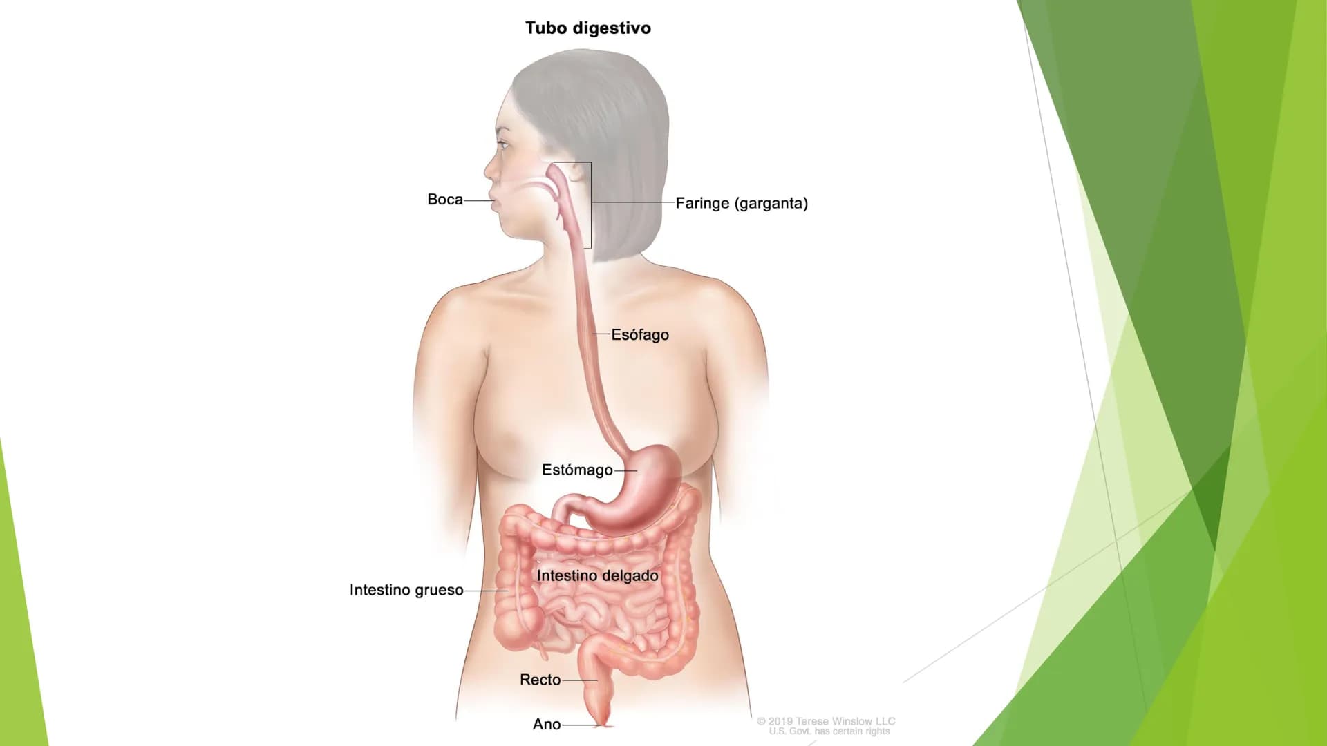 EL APARATO DIGESTIVO Funciones:
Digieren los alimentos.
Absorben los nutrientes.
Formado por:
Tubo digestivo
Glándulas digestivas.
El aparat