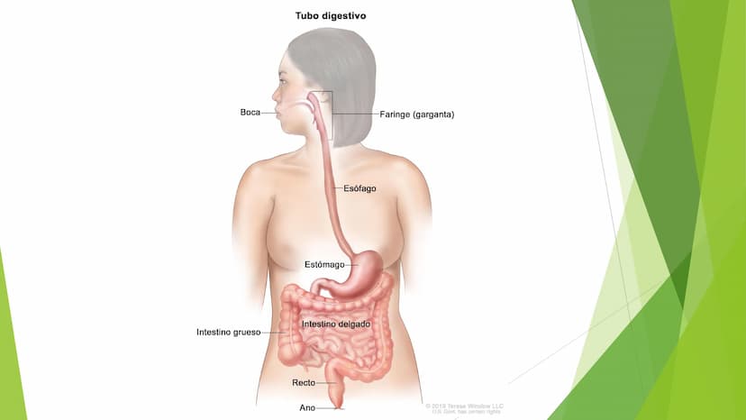 EL APARATO DIGESTIVO Funciones:
Digieren los alimentos.
Absorben los nutrientes.
Formado por:
Tubo digestivo
Glándulas digestivas.
El aparat