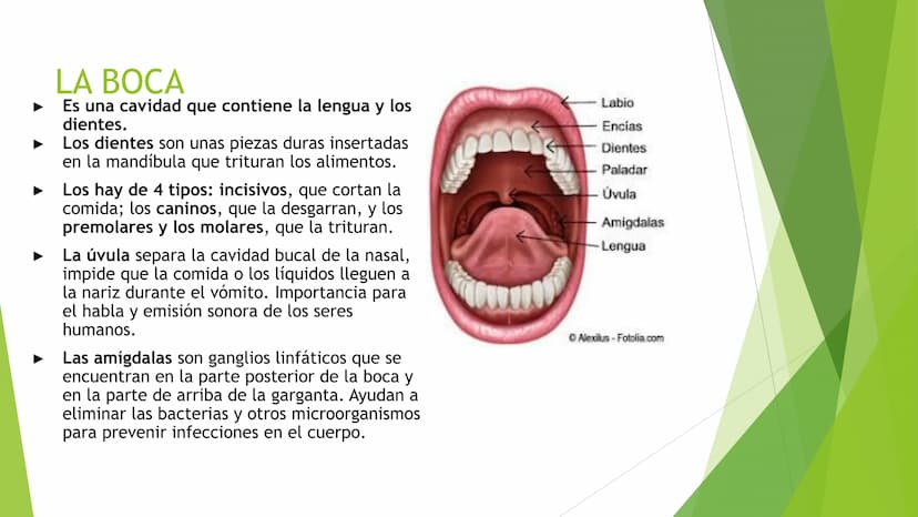 EL APARATO DIGESTIVO Funciones:
Digieren los alimentos.
Absorben los nutrientes.
Formado por:
Tubo digestivo
Glándulas digestivas.
El aparat