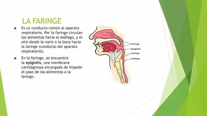 EL APARATO DIGESTIVO Funciones:
Digieren los alimentos.
Absorben los nutrientes.
Formado por:
Tubo digestivo
Glándulas digestivas.
El aparat