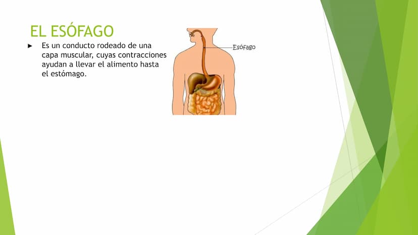 EL APARATO DIGESTIVO Funciones:
Digieren los alimentos.
Absorben los nutrientes.
Formado por:
Tubo digestivo
Glándulas digestivas.
El aparat