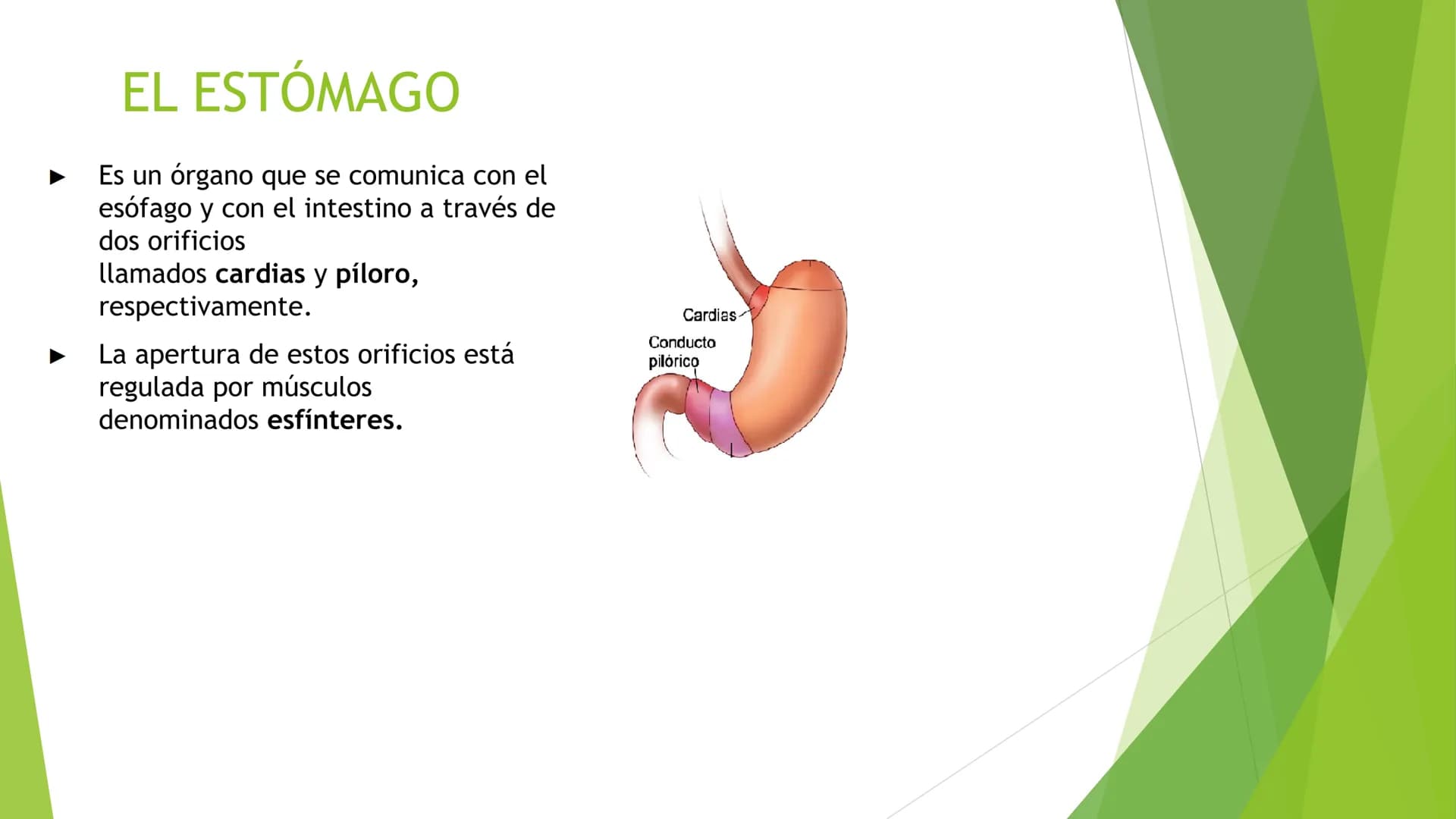 EL APARATO DIGESTIVO Funciones:
Digieren los alimentos.
Absorben los nutrientes.
Formado por:
Tubo digestivo
Glándulas digestivas.
El aparat